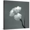 Iris II-Tom Artin-Stretched Canvas