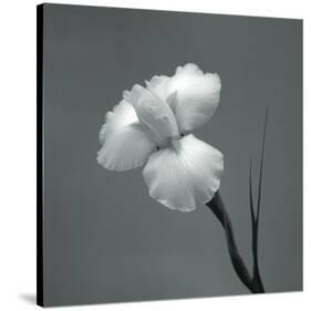 Iris II-Tom Artin-Stretched Canvas