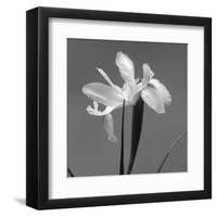 Iris III-Tom Artin-Framed Art Print