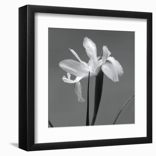 Iris III-Tom Artin-Framed Art Print