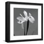 Iris III-Tom Artin-Framed Art Print