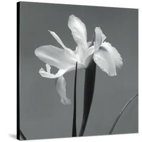 Iris III-Tom Artin-Stretched Canvas