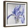 Iris in Argent-Sarah Caswell-Framed Giclee Print