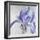 Iris in Argent-Sarah Caswell-Framed Giclee Print
