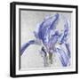 Iris in Argent-Sarah Caswell-Framed Giclee Print