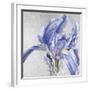 Iris in Argent-Sarah Caswell-Framed Giclee Print