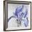 Iris in Argent-Sarah Caswell-Framed Giclee Print