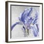 Iris in Argent-Sarah Caswell-Framed Giclee Print