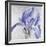 Iris in Argent-Sarah Caswell-Framed Giclee Print