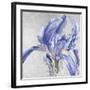 Iris in Argent-Sarah Caswell-Framed Giclee Print