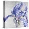 Iris in Argent-Sarah Caswell-Stretched Canvas
