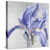 Iris in Argent-Sarah Caswell-Stretched Canvas