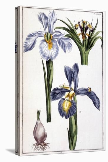 Iris - in “Histoire Générale Des Insects De Surinam Et De Toute L'europe”” by Maria Sibylla De Meri-Maria Sibylla Graff Merian-Stretched Canvas