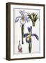 Iris - in “Histoire Générale Des Insects De Surinam Et De Toute L'europe”” by Maria Sibylla De Meri-Maria Sibylla Graff Merian-Framed Giclee Print