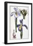 Iris - in “Histoire Générale Des Insects De Surinam Et De Toute L'europe”” by Maria Sibylla De Meri-Maria Sibylla Graff Merian-Framed Giclee Print