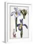 Iris - in “Histoire Générale Des Insects De Surinam Et De Toute L'europe”” by Maria Sibylla De Meri-Maria Sibylla Graff Merian-Framed Giclee Print