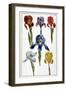 Iris - in “Histoire Générale Des Insects De Surinam Et De Toute L'europe”” by Maria Sibylla De Meri-Maria Sibylla Graff Merian-Framed Giclee Print