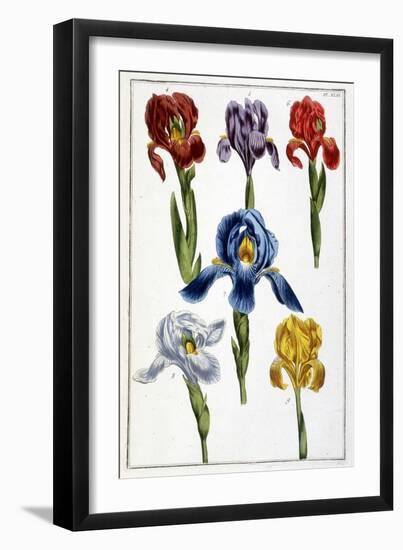 Iris - in “Histoire Générale Des Insects De Surinam Et De Toute L'europe”” by Maria Sibylla De Meri-Maria Sibylla Graff Merian-Framed Giclee Print