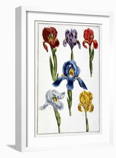 Iris - in “Histoire Générale Des Insects De Surinam Et De Toute L'europe”” by Maria Sibylla De Meri-Maria Sibylla Graff Merian-Framed Giclee Print