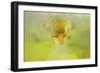 Iris in Lime-Jai Johnson-Framed Giclee Print