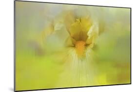 Iris in Lime-Jai Johnson-Mounted Giclee Print