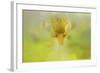 Iris in Lime-Jai Johnson-Framed Giclee Print