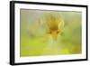 Iris in Lime-Jai Johnson-Framed Giclee Print