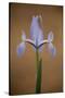 Iris (Iris Sp) in Flower, Doñana National and Natural Park, Huelva Province, Andalusia, Spain, May-Oxford-Stretched Canvas