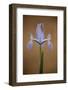 Iris (Iris Sp) in Flower, Doñana National and Natural Park, Huelva Province, Andalusia, Spain, May-Oxford-Framed Photographic Print