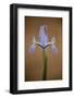 Iris (Iris Sp) in Flower, Doñana National and Natural Park, Huelva Province, Andalusia, Spain, May-Oxford-Framed Photographic Print