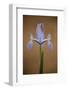 Iris (Iris Sp) in Flower, Doñana National and Natural Park, Huelva Province, Andalusia, Spain, May-Oxford-Framed Photographic Print