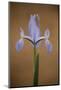 Iris (Iris Sp) in Flower, Doñana National and Natural Park, Huelva Province, Andalusia, Spain, May-Oxford-Mounted Photographic Print