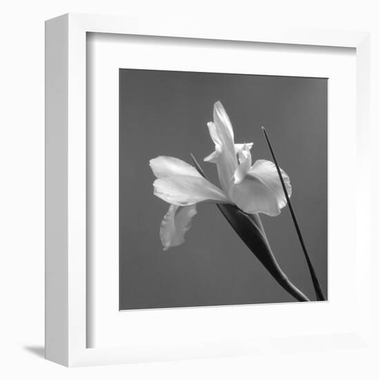 Iris IV-Tom Artin-Framed Art Print