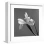 Iris IV-Tom Artin-Framed Art Print