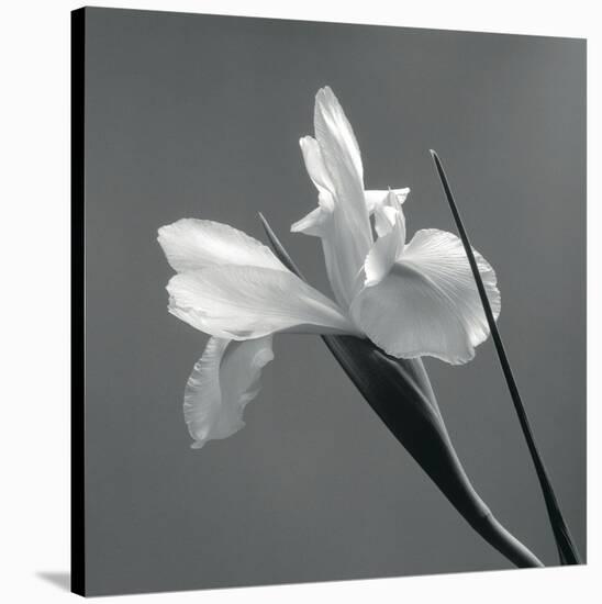 Iris IV-Tom Artin-Stretched Canvas