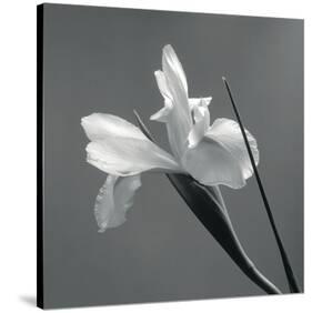 Iris IV-Tom Artin-Stretched Canvas