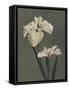 Iris Kaempferi, 1896-Kazumasa Ogawa-Framed Stretched Canvas
