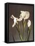 Iris Kaempferi, 19th Century-Ogawa Kazuma-Framed Stretched Canvas