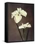 Iris Kaempferi, 19th Century-Ogawa Kazuma-Framed Stretched Canvas