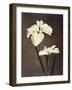 Iris Kaempferi, 19th Century-Ogawa Kazuma-Framed Giclee Print