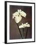 Iris Kaempferi, 19th Century-Ogawa Kazuma-Framed Giclee Print