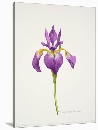 Iris laevitigata-Sally Crosthwaite-Stretched Canvas