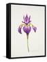 Iris laevitigata-Sally Crosthwaite-Framed Stretched Canvas