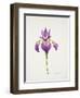 Iris laevitigata-Sally Crosthwaite-Framed Giclee Print