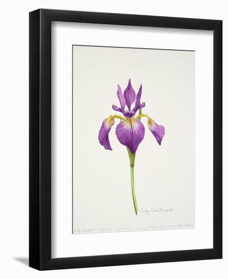 Iris laevitigata-Sally Crosthwaite-Framed Giclee Print