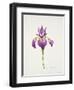 Iris laevitigata-Sally Crosthwaite-Framed Giclee Print