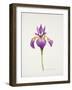 Iris laevitigata-Sally Crosthwaite-Framed Giclee Print