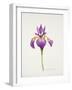 Iris laevitigata-Sally Crosthwaite-Framed Giclee Print