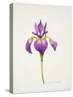 Iris laevitigata-Sally Crosthwaite-Stretched Canvas