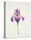 Iris laevitigata-Sally Crosthwaite-Stretched Canvas